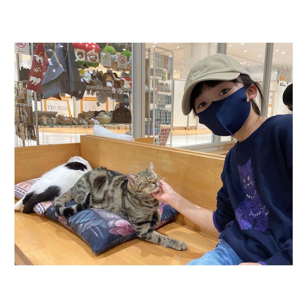 横溝菜帆さんのインスタグラム写真 - (横溝菜帆Instagram)「.  去年、初めて猫カフェに行きました🐈🐾 ペットショップで見た事があるだけで、実際に猫を触ったのは初めてです。 ふわふわで癒されました☺️ 私は長毛種が好きで、2匹のペルシャが特に可愛かったです💕」2月3日 18時31分 - y_naho_te