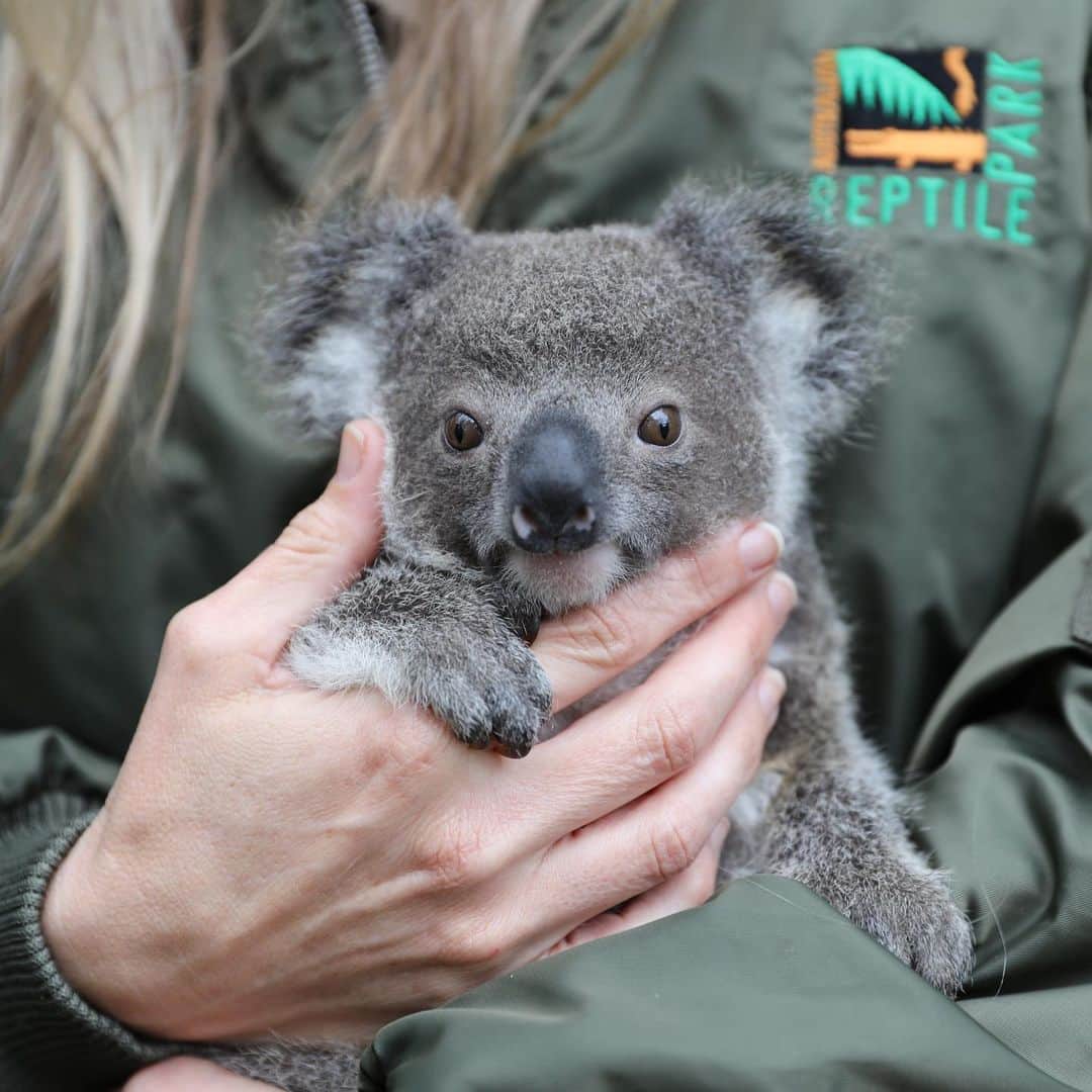 レオナルド・ディカプリオさんのインスタグラム写真 - (レオナルド・ディカプリオInstagram)「One year after the impact of the devastating bushfires that roared through parts of Australia’s New South Wales, staff at @AussieArk came across the first Koala joey born within their wild sanctuaries. The joey brings new hope for the species and to both Aussie Ark and supporting partners @global_wildlife_conservation and @wild.ark after the 2019-2020 fires.  The past fire season killed more than 1 billion animals. Koalas were hard hit while also facing other threats: car strikes, feral predators and disease. Aussie Ark’s wild sanctuary includes 5,750 hectares of bushland in the Barrington Tops of New South Wales, and in time this will provide protection to around 1,500 koalas. #KoalaArk provides a safe haven to the lovable marsupials and protects remaining critical Koala habitat, including from intense bushfires.   #EarthOptimism #ConservationOptimism #Australia #AustraliaFires」2月4日 5時25分 - leonardodicaprio