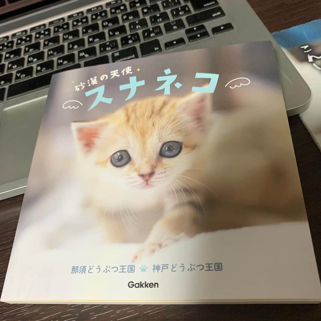 飯田カヅキさんのインスタグラム写真 - (飯田カヅキInstagram)「深夜4時にスナネコに癒されてる。 マジで天使。  #スナネコ #sandcat #砂漠の天使 #砂漠の天使スナネコ #那須どうぶつ王国 #神戸どうぶつ王国 #本 #book」2月4日 4時01分 - kazukiiida_strange