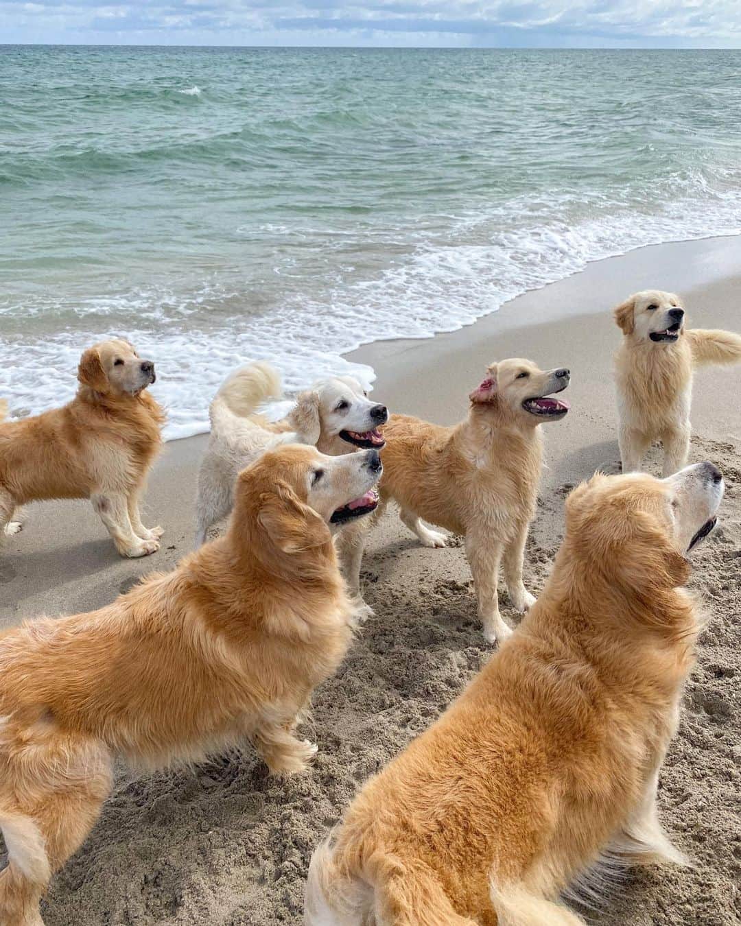 ブルース・ウェーバーのインスタグラム：「Excited to be at the beach with my best friends to celebrate #NationalGoldenRetreiverDay 🐾.」