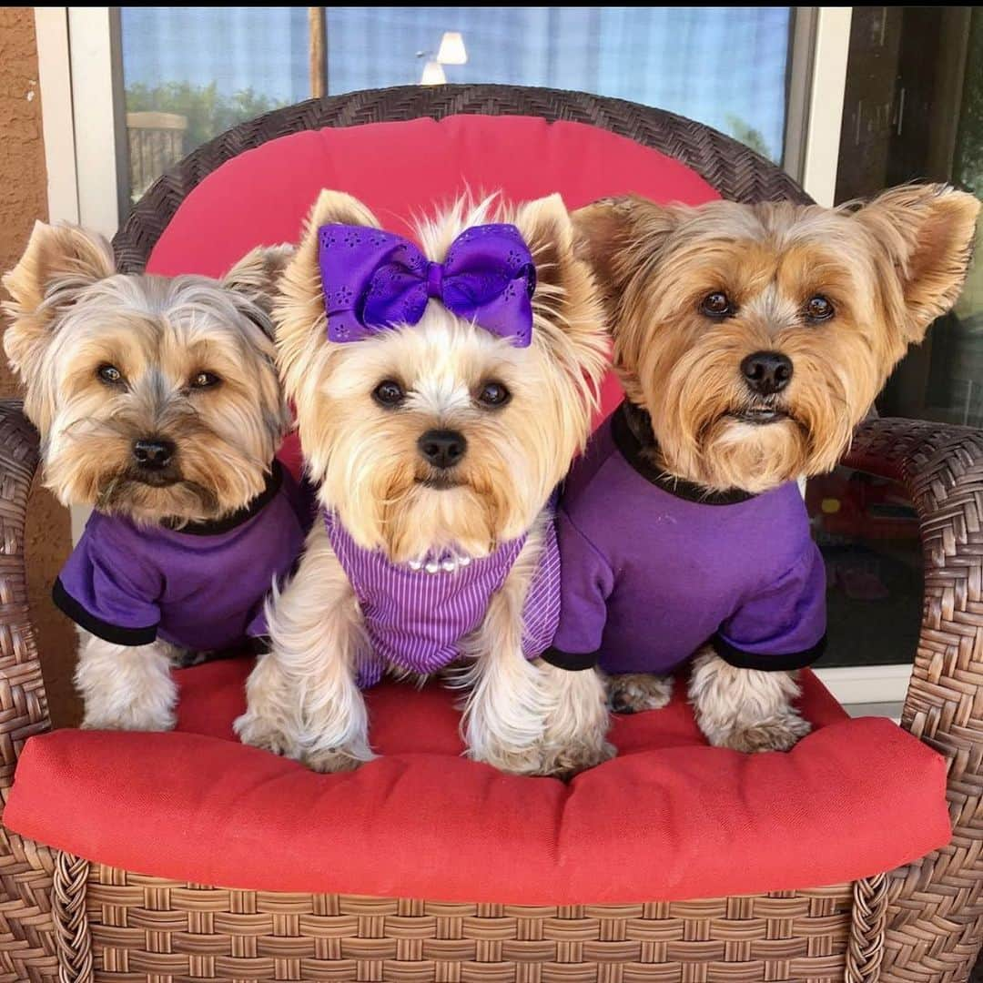 さんのインスタグラム写真 - (Instagram)「Max, Allie & Sammy 💭 It’s purple kind of day! 💜💜💜 Did you know that the color purple is often associated with royalty, nobility, luxury, power, and ambition. 💜💜💜 Purple also represents meanings of wealth, extravagance, creativity, wisdom, dignity, grandeur, devotion, peace, pride, mystery, independence, and magic! 💜💜💜👍🏼🤩 #PurpleDay #PurpleOutfit #WayBackWednesday #MatchingOutfits #MatchingBabies」2月4日 4時54分 - happyyorkiefamily