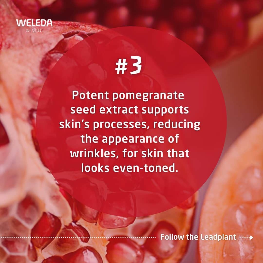 Weledaさんのインスタグラム写真 - (WeledaInstagram)「Do you know the benefits of Pomegranate for your skin? ❤️ SWIPE to discover what the lead plant in our Awakening Collection can do for you! #WeledaSkin」2月4日 4時59分 - weleda_usa