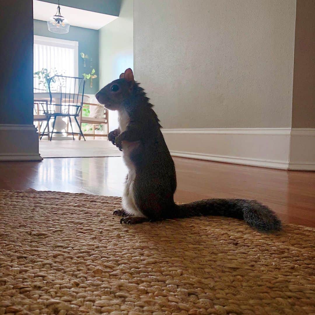 のインスタグラム：「🦖⁣ ⁣ ⁣ ⁣ ⁣ #petsquirrel #squirrel #squirrels #squirrellove #squirrellife #squirrelsofig #squirrelsofinstagram #easterngreysquirrel #easterngraysquirrel #ilovesquirrels #petsofinstagram #jillthesquirrel #thisgirlisasquirrel」
