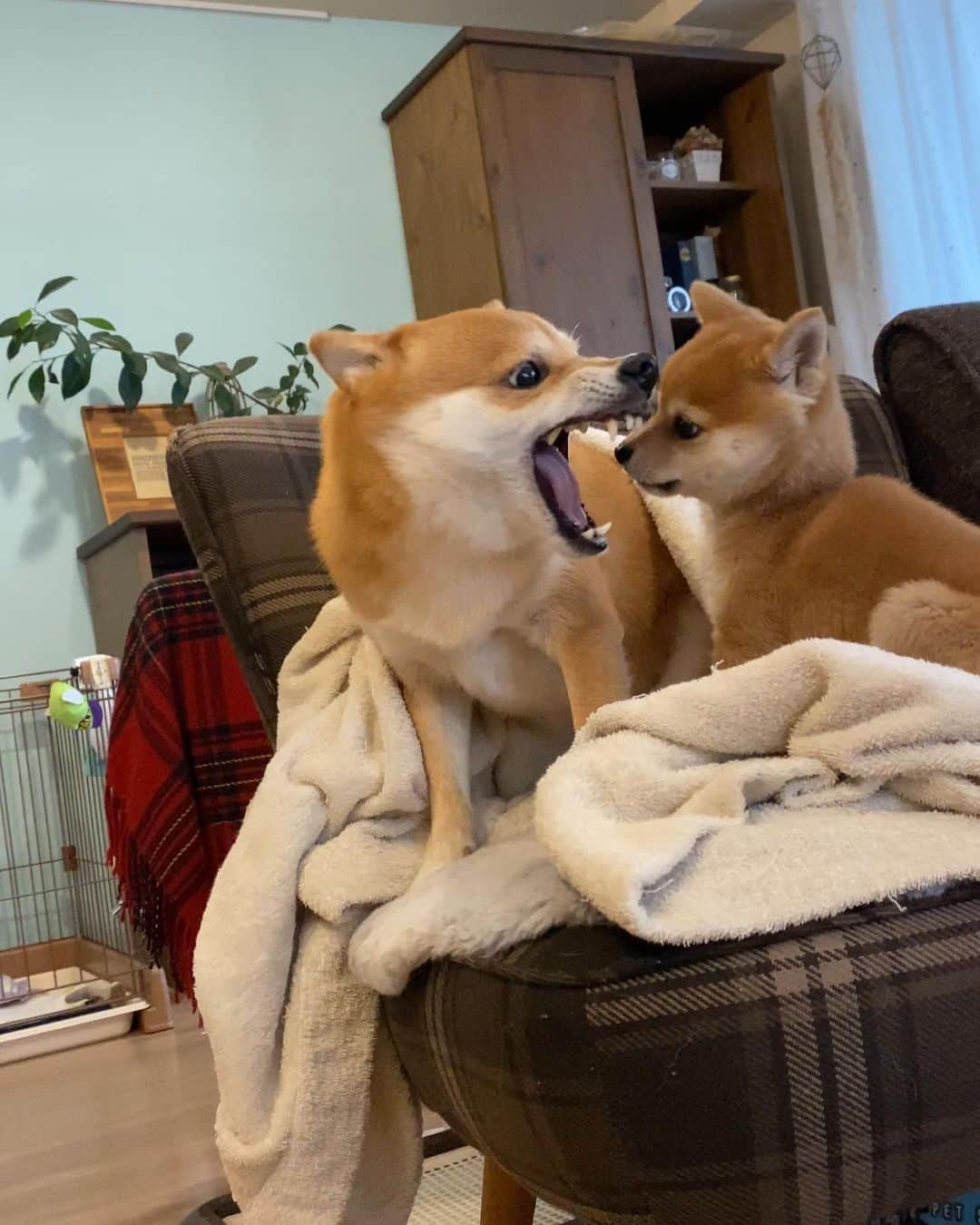 豆柴にこちゃんさんのインスタグラム写真 - (豆柴にこちゃんInstagram)「🐶 たまのハーフバースデーに メッセージたくさんありがとうございました🥰  人間でいうともう10歳くらい。 成長が早すぎる‼️😆  にこは癒しキャラで、 たまはご陽気キャラ。  よくしゃべって、 結構しつこくて、 グイグイしてて、 例えるならザキヤマ。  このまま元気に育っておくれ。  昨日の体重は1.9kg。 妹のりんちゃんはヒートきたって。 3姉妹でたまが一番成長遅めだけど 健康ならそれでよし👍  #柴犬#豆柴#pecoいぬ部#犬#shibastagram#petstagram#犬#犬のいる暮らし#shibainu#dog#mameshiba#pecotv#いぬのきもち部#しばいぬ#しばけん#こいぬ#シバイヌ#狗#ペット#子犬#puppy#pet#시바견#강아지#개#instacute#barked#9gag#9gagpets」2月3日 20時26分 - nikochan.mame48