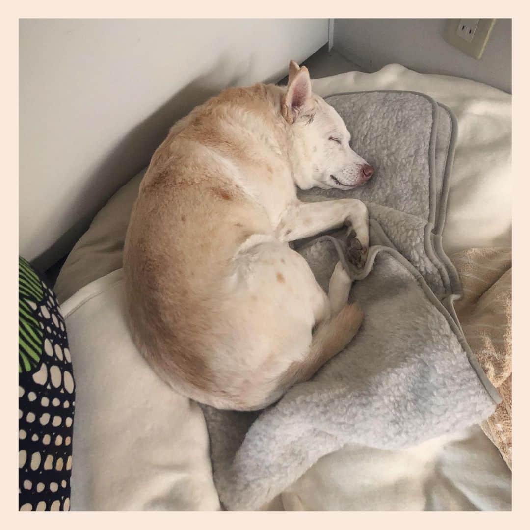 のインスタグラム：「#元保護犬 #雑種犬 #crossbreed #mixdog #sleepingdog #眠る犬　#キップル14歳」