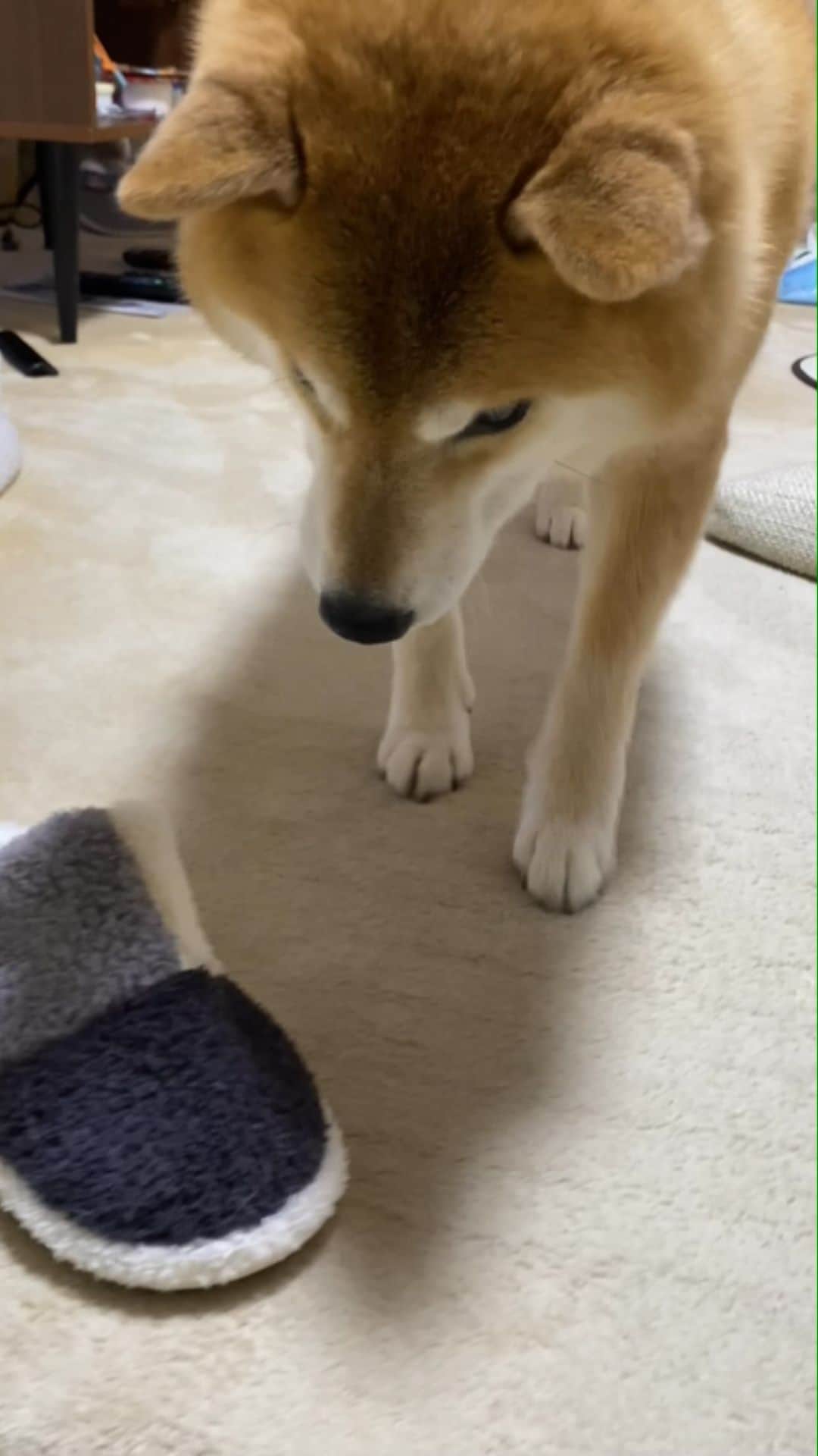 まる（まるたろう）のインスタグラム：「Welcome back, daddy!! ✨🐶☺️✨パパおかえり〜 #遊んであげるからね #スリッパ泥棒ごっこしよっか #ママに見つかったら負け」