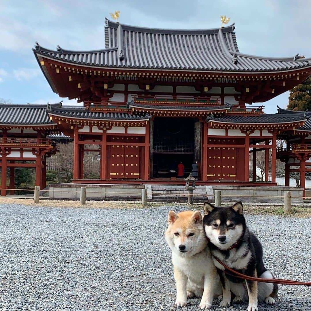 豆柴なつ&ふゆさんのインスタグラム写真 - (豆柴なつ&ふゆInstagram)「The Phoenix Hall of Byodo-in😊❤️ 平等院鳳凰堂😊❤️  #京都　#kyoto #平等院鳳凰堂 #紫式部  #柴犬#shiba #shibainu #shibastagram #ワンコ#sweet#豆柴#shibaaaaainu #cute #pecoいぬ部#doglove #シバフル#dogstagram #dogoftheday #instashiba #shibaaaaainu #shibaaddict #🐕📷 #ふわもこ部#love#sweetdream #犬#instacute #柴#proudshibas #cutepets」2月3日 20時33分 - mameshiba.natsuinu56