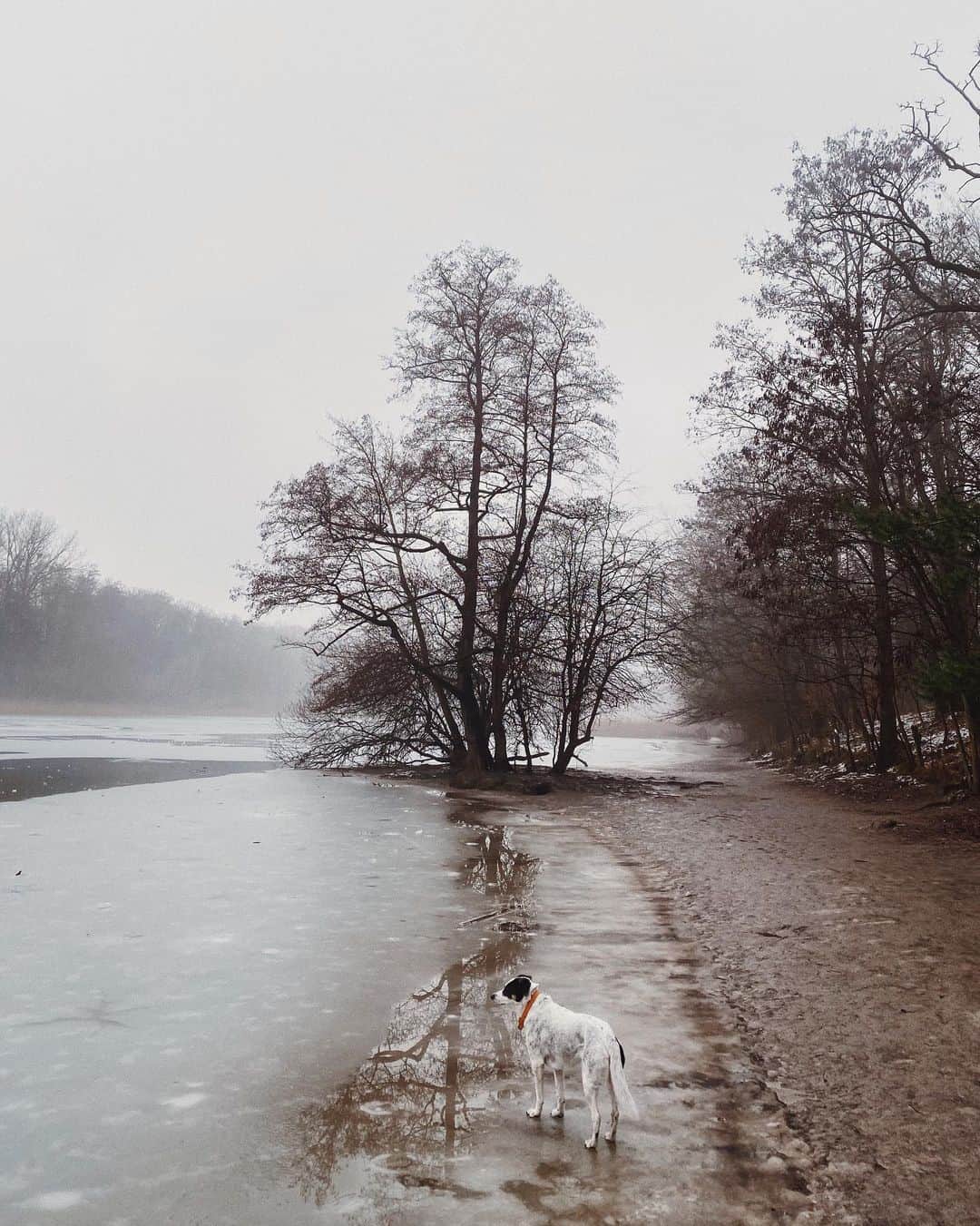 STIL IN BERLINさんのインスタグラム写真 - (STIL IN BERLINInstagram)「Grey slush this morning in Grunewald, waiting for the freeze to come back on the weekend, never not on my couch, still, everything is kind of ... okay?」2月3日 20時42分 - stilinberlin