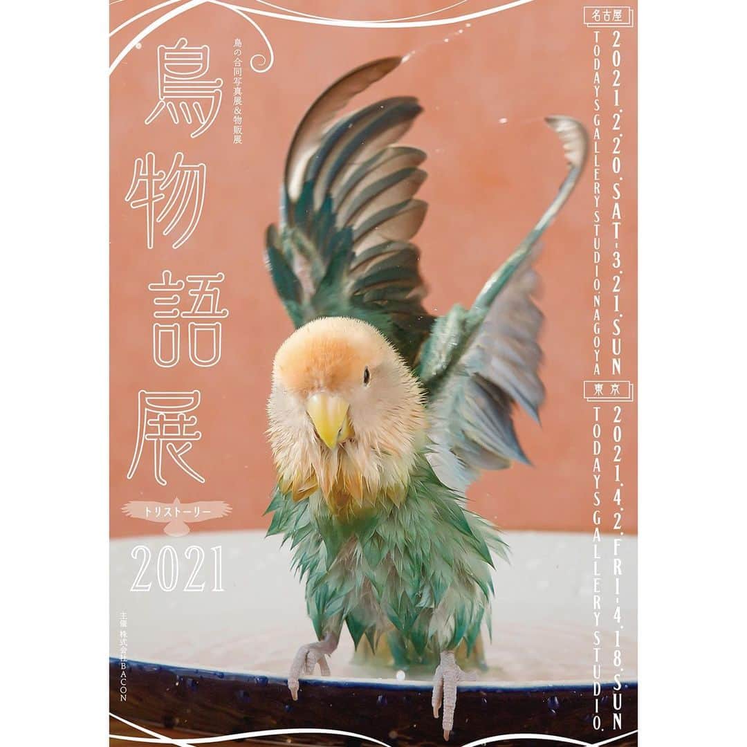 SAORIさんのインスタグラム写真 - (SAORIInstagram)「. 今年も鳥物語展が開催されます🕊✨ 今回は名古屋と東京！ 是非お越しくださいとは言い難い状況ですが💦 ご都合が合えば足を運んでみてくださいね〜🐥 今回のキービジュアルも 大好きなかわいい しおりちゃん @tokyoshiori  . 詳しくはこちらのHPで https://tgs.jp.net/event/toristory/ * * 鳥の合同写真展＆物販展 「鳥物語トリストーリー展 2021」 ■名古屋会場  開催期間	2021.2.20 (土) 〜 2021.3.21 (日) 営業時間	11:00～18:00 休館日	月曜日・火曜日 会場	TODAYS GALLERY STUDIO. NAGOYA 〒460-0007 名古屋 市中区新栄1-17-12-1F 電話番号	03-5809-3917 入場料	600 円 / 3歳以下は入場無料 主催	株式会社BACON . ■東京会場 開催期間	2021.4.2 (金) ～ 2021.4.18 (日) 営業時間	11:00〜19:00 休館日	月曜日 会場	TODAYS GALLERY STUDIO. 〒111-0053　東京都 台東区浅草橋5-27-6-5F 電話番号	03-5809-3917 入場料	600 円 / 3歳以下は入場無料 主催	株式会社BACON」2月3日 20時53分 - ramune0123