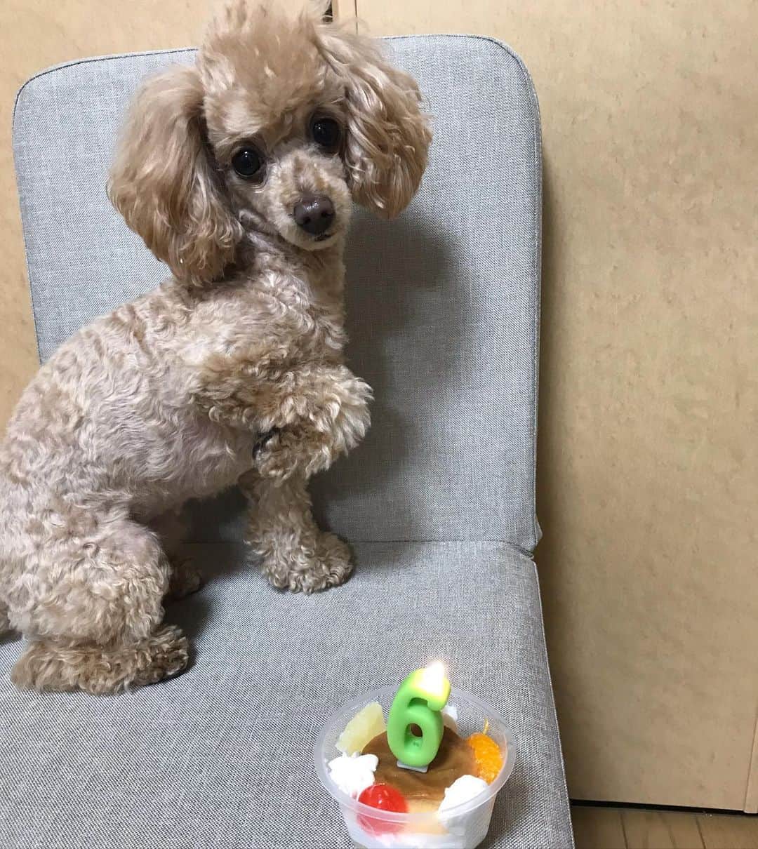 井上貴子のインスタグラム：「ウチのアイドル 柊音ちゃんのバースデー^ ^  6歳になりました。  お母さんの紅緒が 一生懸命産んで育てた かけがえのない命です。  プレゼントは Newリード。 ネームプレートは 大切なお友達からのプレゼント。  このプリンケーキは ワンコ用なんですよー^ ^  今日御参りに行ったところに 「子育て犬」がありました。  安産祈願とかでしょうね。  紅緒が柊音を育てていた 懐かしい日々を思い出します！  これからも健康で可愛くいてね♡  Happyで^ ^  プロフィール画面に記載のURLより 通販サイト「神取屋」に飛べます^ ^  コロナ禍に携わる 全てのお仕事の皆様。  心から 感謝しています。  引き続き油断せず お気をつけて お過ごし下さいませ。  #井上貴子  #LLPWX #女子プロレス #紅緒と柊音 #トイプードル #6歳になりました #子育て犬 #LLPWX通販サイト神取屋 #TikTokはじめてみた #Twitterも見てね #感謝 #STOPCOVID19」