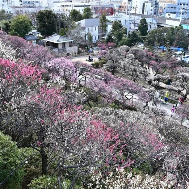 レッツエンジョイ東京さんのインスタグラム写真 - (レッツエンジョイ東京Instagram)「✩★見頃はいつ？都内の梅まつり・梅の名所✩★  東京では、2月上旬から見ごろを迎える梅の花。春の訪れを感じながら、「梅見」を楽しんでみませんか？ ※各施設の最新情報は直接お問い合わせください。  📷1枚目：六義園 📍：駒込／千石  📷2枚目：湯島天満宮 📍：湯島  📷3枚目：小石川後楽園　 📍：後楽園／飯田橋  📷4枚目：浜離宮恩賜庭園 📍：築地市場／汐留  📷5枚目：亀戸天神社 📍：亀戸／錦糸町  📷6枚目：池上梅園 📍：西馬込  📷7枚目：谷保天満宮 📍：谷保  📷8枚目：高尾梅郷 📍：高尾  詳細はアカウントトップから ☞@lets_enjoytokyo  #レッツエンジョイ東京 #梅 #うめ #plumblossom #japaneseapricot #flowers #梅の花 #花 #写真好きな人と繋がりたい #東京 #湯島天満宮 #小石川後楽園　 #六義園 #浜離宮恩賜庭園 #新宿御苑 #亀戸天神社 #池上梅園 #谷保天満宮 #高尾梅郷」2月3日 21時00分 - lets_enjoytokyo