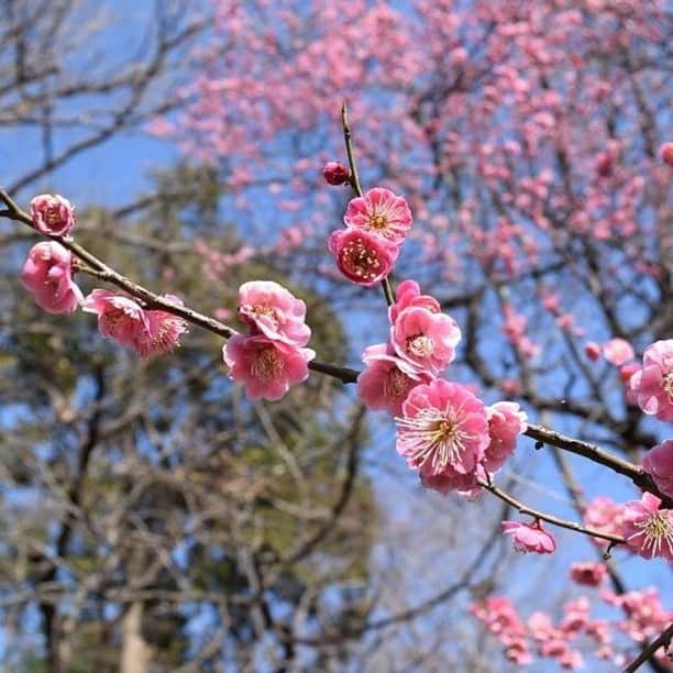 レッツエンジョイ東京さんのインスタグラム写真 - (レッツエンジョイ東京Instagram)「✩★見頃はいつ？都内の梅まつり・梅の名所✩★  東京では、2月上旬から見ごろを迎える梅の花。春の訪れを感じながら、「梅見」を楽しんでみませんか？ ※各施設の最新情報は直接お問い合わせください。  📷1枚目：六義園 📍：駒込／千石  📷2枚目：湯島天満宮 📍：湯島  📷3枚目：小石川後楽園　 📍：後楽園／飯田橋  📷4枚目：浜離宮恩賜庭園 📍：築地市場／汐留  📷5枚目：亀戸天神社 📍：亀戸／錦糸町  📷6枚目：池上梅園 📍：西馬込  📷7枚目：谷保天満宮 📍：谷保  📷8枚目：高尾梅郷 📍：高尾  詳細はアカウントトップから ☞@lets_enjoytokyo  #レッツエンジョイ東京 #梅 #うめ #plumblossom #japaneseapricot #flowers #梅の花 #花 #写真好きな人と繋がりたい #東京 #湯島天満宮 #小石川後楽園　 #六義園 #浜離宮恩賜庭園 #新宿御苑 #亀戸天神社 #池上梅園 #谷保天満宮 #高尾梅郷」2月3日 21時00分 - lets_enjoytokyo