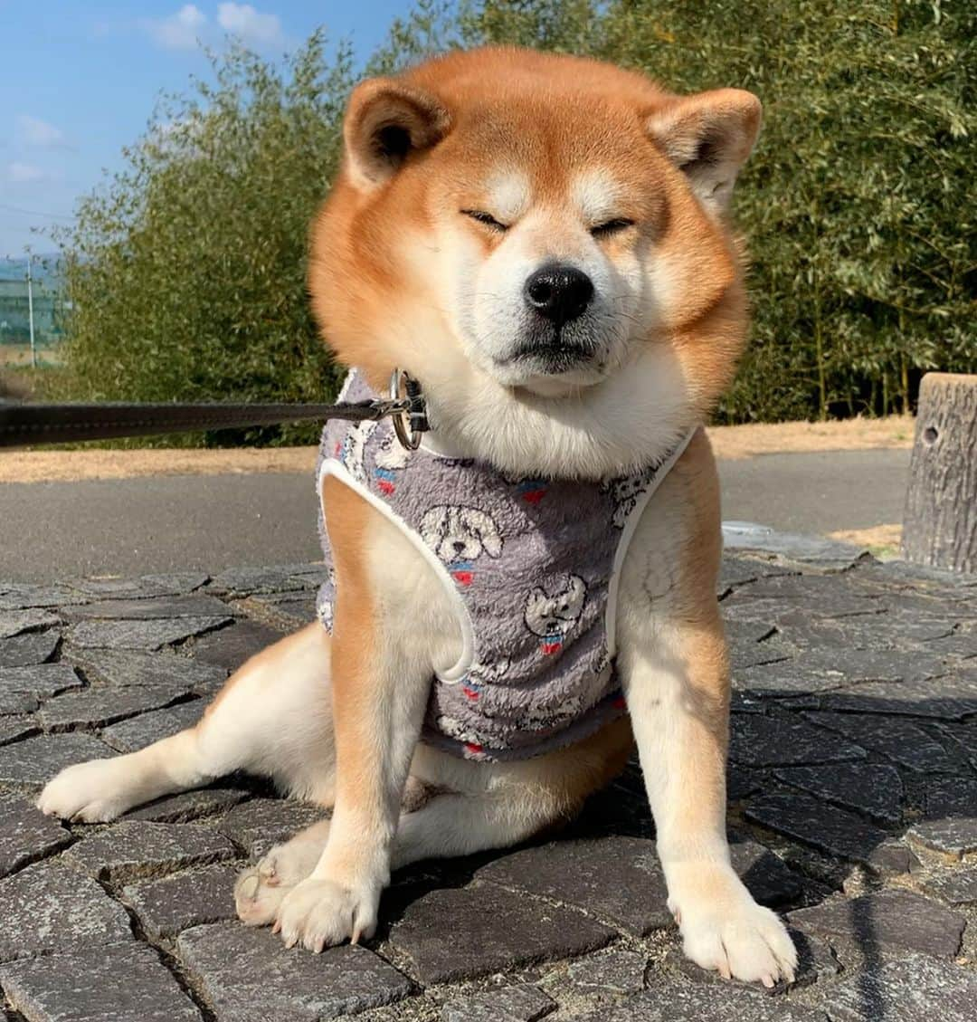 shibainu berryのインスタグラム