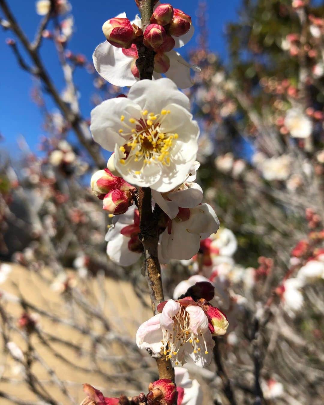 竹川美子のインスタグラム：「梅の花☘️ #梅の花  #白梅 #早春の花 #花言葉 #気品 #高潔 #忠実 #忍耐 #公園 #咲き始め #癒し」