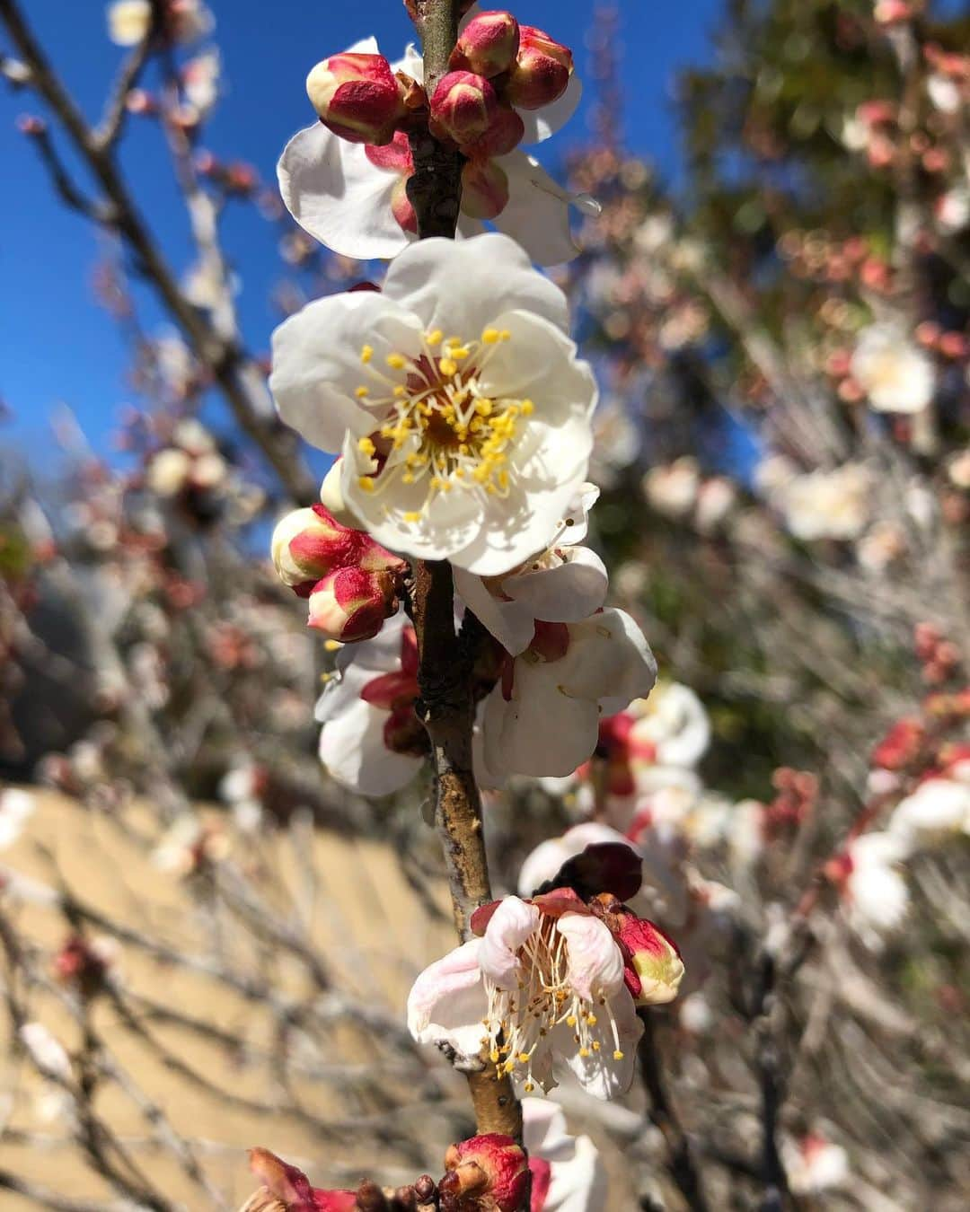 竹川美子さんのインスタグラム写真 - (竹川美子Instagram)「梅の花☘️ #梅の花  #白梅 #早春の花 #花言葉 #気品 #高潔 #忠実 #忍耐 #公園 #咲き始め #癒し」2月3日 21時04分 - takegawamiko