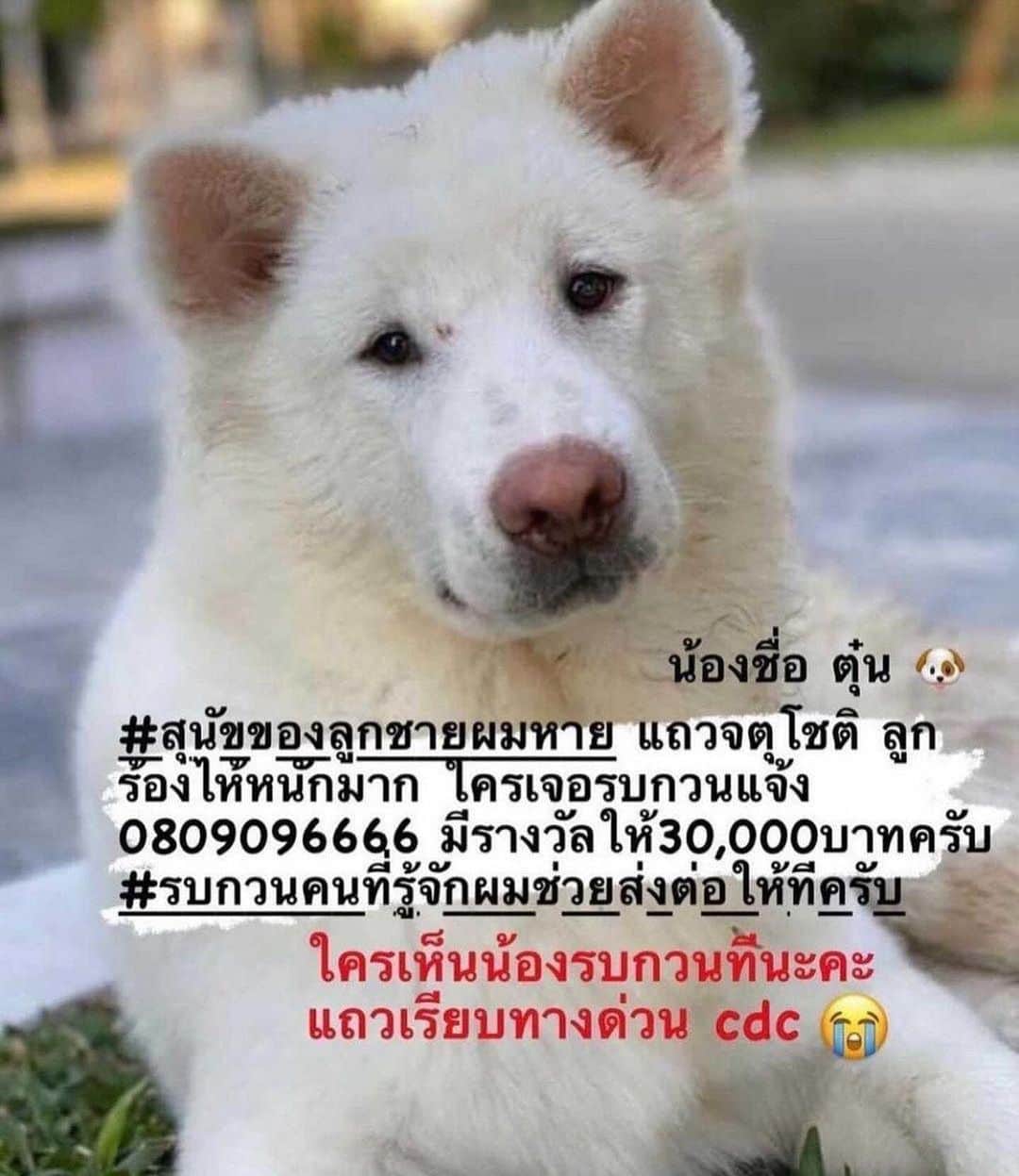 アム・パチャラパーさんのインスタグラム写真 - (アム・パチャラパーInstagram)「สุนัขหายค่ะ!! ขอความกรุณาช่วยแชร์หน่อยนะคะ🙏 สุนัขพันธุ์บางแก้ว สีขาว เพศผู้ หายแถวถนนจตุโชติ สุขาภิบาล5 ผู้ใดพบเห็นรบกวนติดต่อ 080-9096666 หรือ 087-5086666 มีรางวัลให้ 30,000 บาทค่ะ 🙏」2月3日 21時19分 - aum_patchrapa