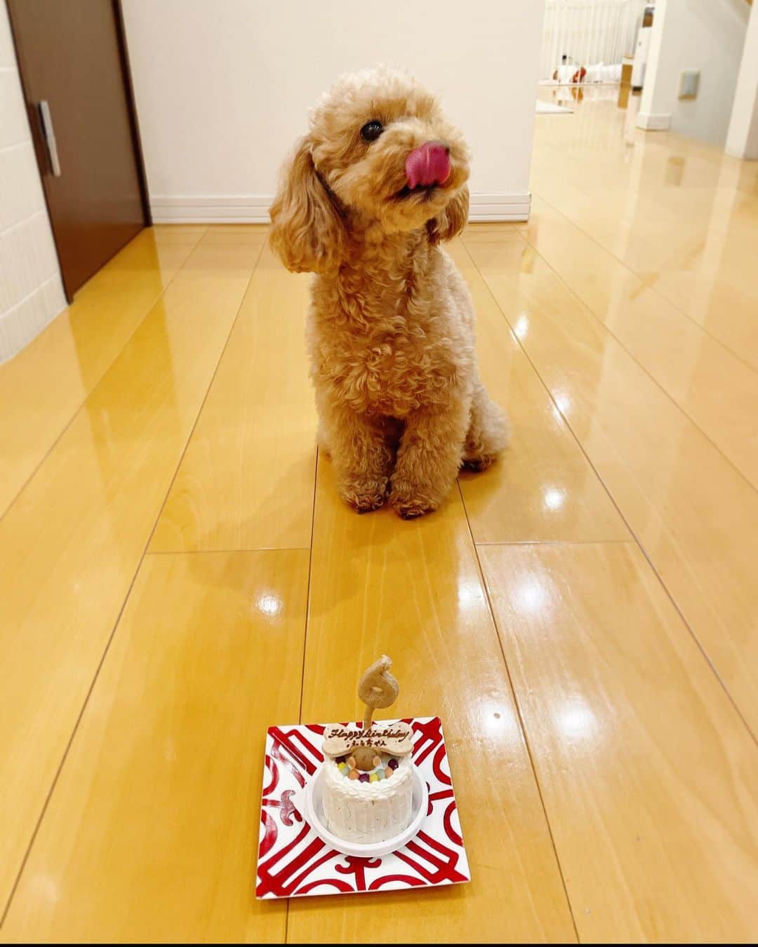 kiyomi medeirosさんのインスタグラム写真 - (kiyomi medeirosInstagram)「Happy Birthday ふぅちゃん🎂❤️🐶 * ふぅちゃん今日で6歳になりました🐶💕💕 待ちきれなくていつものペロリ🐶❤️待ってねと言っている間に、じわじわとお皿に近づいてました💦😂ペロリも止まらない😂息子のお手とお変わりも、もうぐちゃぐちゃ🤣💦💦 "いいよ"と言ったら凄い勢いでぺろりと食べ切ってました😋❤️  安定の食いしん坊ふぅちゃんでした😂🐶❤️ * #ふぅmちゃん#5歳#トイプードル#誕生日#poodle#dog#happybirthday#犬#わんこ#わんこlove#犬バカ」2月3日 21時15分 - kiyomimedeiros