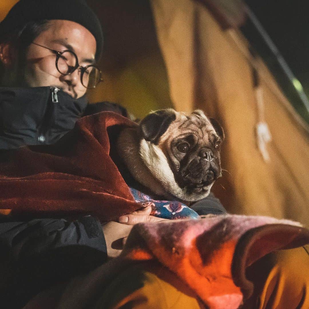 ビートないとーのインスタグラム：「昨日、妻とお友達と可愛いパグのコウメちゃんとキャンプをして来た動画をアップしました。  @morishyan さんとコウメちゃんの癒しの時間✨  お疲れ様でしたー！」