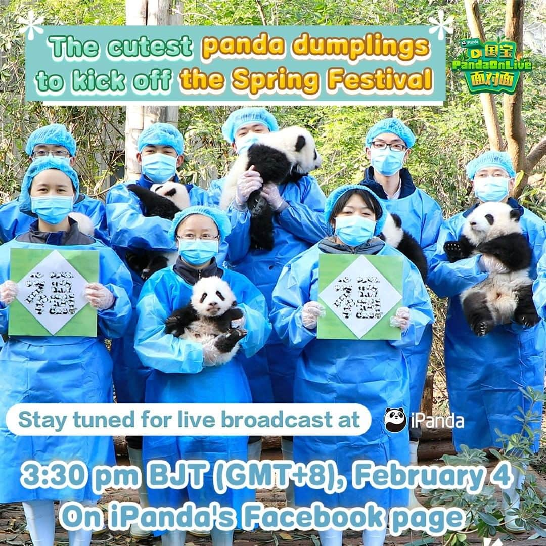 iPandaさんのインスタグラム写真 - (iPandaInstagram)「Broadcast Preview: Since the Chinese New Year is around the corner, the Chengdu Research Base of Giant Panda Breeding has specially prepared a memorable gift for you.🎁 Nine baby pandas born in the Moonlight Nursery last year will gather together and pose perfectly to win your heart.❤️ Join iPanda at 3:30 pm on February 4 BJT (GMT+8) on Facebook to unwrap the super heart-warming present! 🥳😍 🐼 🐼 🐼 #Panda #iPanda #Cute #FBLive #ChineseCulture #HappyChineseNewYear」2月3日 21時30分 - ipandachannel