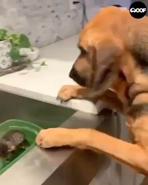 のインスタグラム：「Buddies ☺️  If you like it pls support with ❤️  Credit: @pawsomepetsofficial @woofwooftv  For crediting issues, pls DM.  Note: we don’t own this video/picture, all rights go to their respective owners. If owner is not provided, tagged (meaning we couldn’t find who is the owner), pls DM and owner will be tagged shortly after.    #kitty #cats #kitten #kittens #kedi #katze #ネコ #貓 #고양이 #Кот #котэ #котик #кошка #cats #catofinstagram #catlover #catsagram #catlovers #cat_features #catlady」