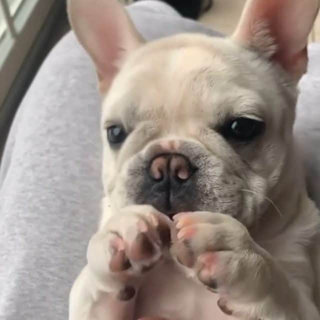 French Bulldogのインスタグラム