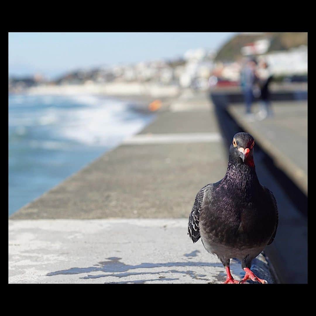 丸山智己さんのインスタグラム写真 - (丸山智己Instagram)「chill day  #chillday #鳩が怖い #真っ直ぐ見てくる」2月3日 22時29分 - tomomi.maruyama0327