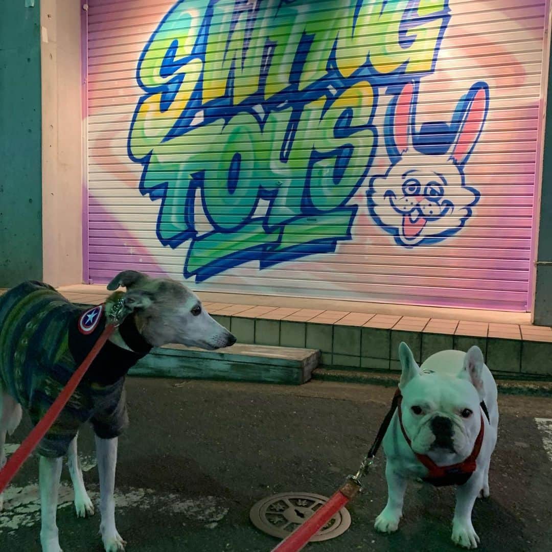 なべやかんさんのインスタグラム写真 - (なべやかんInstagram)「マイリー散歩 swing toys 閉まってたね。 いつも立ち寄るお店。  #buhi #ブヒ #ぶひ #フレンチブルドッグ #フレブル #frenchbulldog #なべやかん #フレブル好きと繋がりたい #フレブルのいる生活 #マイリー散歩 #マイリー #miley #下北沢 #下北沢散歩 #swingtoys #whippet #ウィペット」2月3日 22時38分 - yakan_nabe