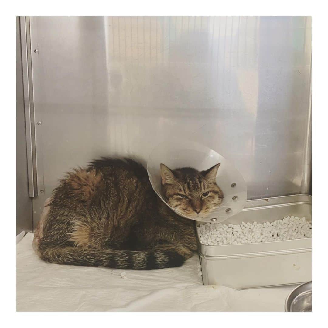 こむぎのインスタグラム：「* ししくんのこと🙇🏻 預かりさんほぼ毎日お見舞いに行ってくださってます💦ありがとうございます😭💦  今日はカラーつけてました〜舐めちゃうからかな💦でも縁を切ってもらったのか小さいカラーになっていたのでまだ食べやすいかな😂  先日のほしいものリストの投稿で書いたとおり、ししくんの皮膚はパンチ生検の結果皮膚虚血症であったことがわかりました。 皮膚の血液の回りが悪くなる病気です。  院長先生からのお話も聞けまして、膿瘍が出来た原因も皮膚虚血症が先で、末端の血流が悪くなり、菌が溜まったことからだろうと。 虚血の原因は様々で、ストレス、感染、時期(季節)的なものがありどれとも言えないそうです😭 色々と重なってしまったかな😭 培養検査の結果も今日出ていて、耐性菌がいたことで抗生剤が効きにくくなっていたとのことでした💦  ししくんには辛い思いをさせてしまいましたが、傷もだいぶ良くなって、湿疹も日によってあったりなかったり✨ もう少しししくんの様子をみつつ、今週中くらいには退院を目指すとのことです🙏🏻✨ 夜の間に自らご飯を食べるものの、量が少なく体重は減ってしまいましたが、退院して落ち着ける環境になったらモリモリ食べてくれるかな😭  ししくんあと少し頑張って！💪✨ 早くまた元気にオモチャで遊ぶ姿が見られるといいなぁ☺️✨  このままだと傷自体は1〜2週間で完治、毛が生えそろうのは1ヶ月ちょっとかなとのことです🙏🏻 一時はどうなるかと思ってずっとそわそわしていたけど、ししくん良い方向へ進んで本当に良かったー😭✨ ししくんへの応援ありがとうございます🙇🏻 預かりの @takanokenoneko.399 さんありがとうございます〜🙇🏻🙇🏻 引き続きよろしくお願いします😭✨✨  #岐阜多頭崩壊レスキュー」