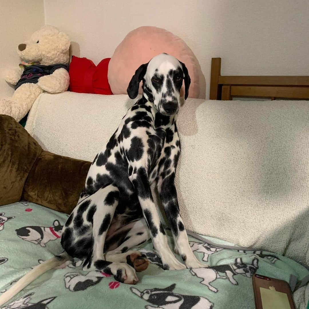 なべやかんさんのインスタグラム写真 - (なべやかんInstagram)「トルテ、もう少し休ませてのポーズ。  #ダルメシアン #dalmatian #犬」2月3日 22時40分 - yakan_nabe