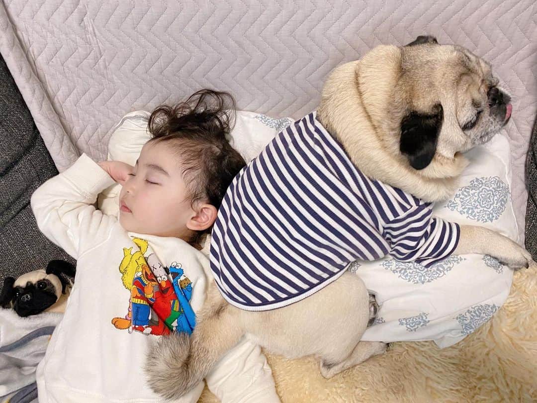 T&P Brothersさんのインスタグラム写真 - (T&P BrothersInstagram)「ポムもエマもお気に入りのこの枕、いつも取り合っています🤣 エマが寝る時に枕を奪われたポムは、エマが寝たあとによじ登っていました。笑 半分以上ゲットして満足気😂  #pug #pugstagram #dog #パグ #pom #ポム #柴パグ #퍼그 #泥料 #巴哥 #ベビフル #ママリ #コドモノ #コノビー #ママタス #生後33ヶ月 #2歳 #2歳9ヶ月」2月3日 22時41分 - tora_pom_happylife