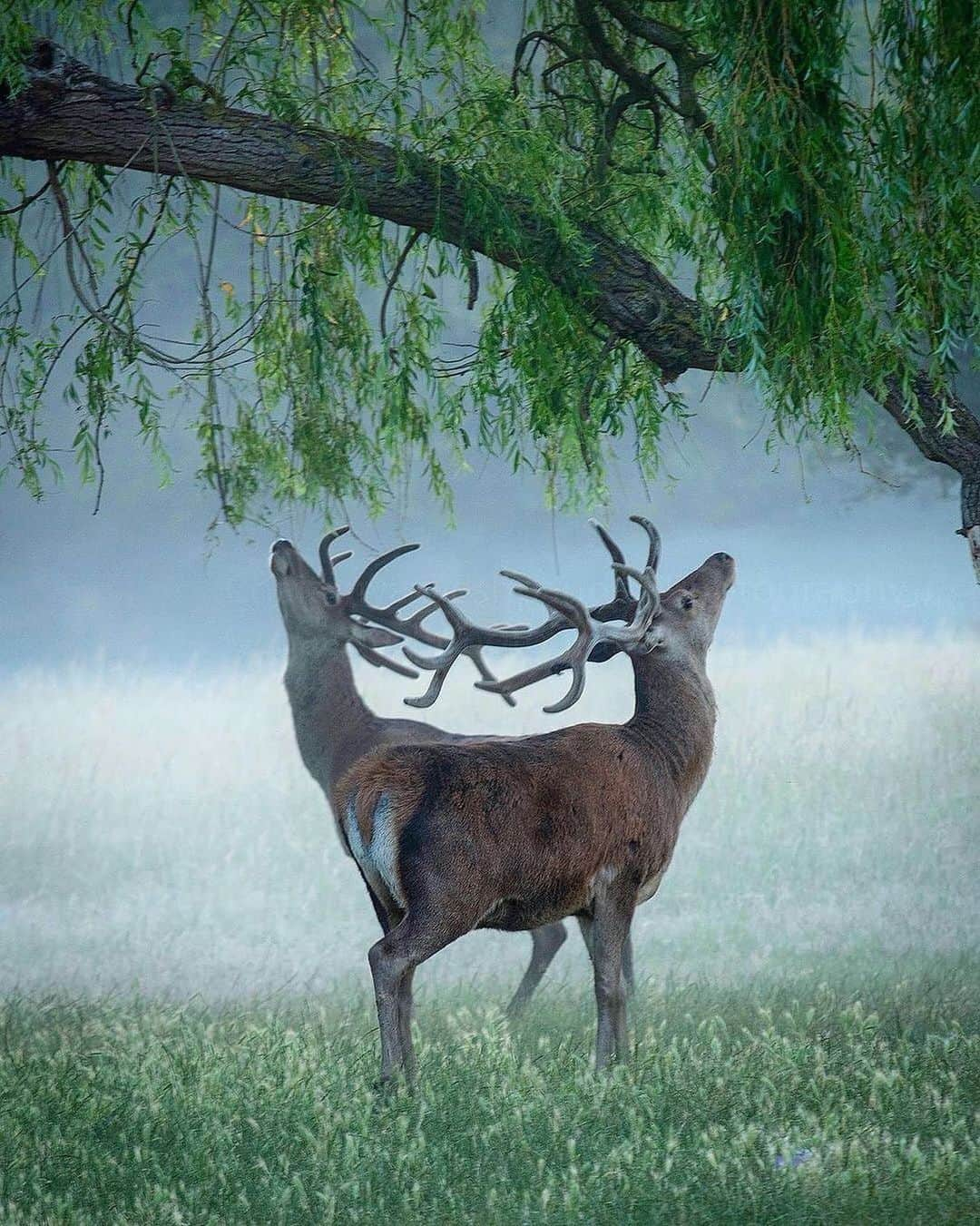 Canon Photographyのインスタグラム：「Stunning wildlife photography from 🏴󠁧󠁢󠁥󠁮󠁧󠁿 Photography // @chaitdeshphotography Curated by @steffeneisenacher  #wildlifephotography #britishwildlife #deerofinstagram #england #earlymorning」