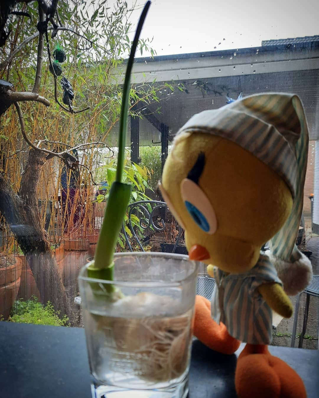 Little Yellow Birdさんのインスタグラム写真 - (Little Yellow BirdInstagram)「Look! If you put the rooty end of a leek in water, it'll grow again! Great lockdown tip😄 #littleyellowbird #tweety #tweetykweelapis #adventures #yellow #bird #wednesday #humpday #leek #prei #vegetables #tip #growyourown #stuffedanimalsofinstagram #plushiesofinstagram」2月3日 22時59分 - tweetykweelapis