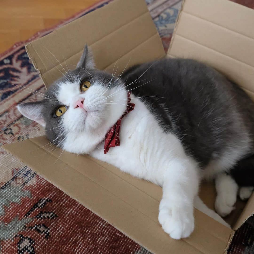 catinberlinさんのインスタグラム写真 - (catinberlinInstagram)「We need to keep it, it’s so comfy! 📦🙀❤️🙈 #boxlove  www.catinberlin.com」2月3日 23時12分 - catinberlin