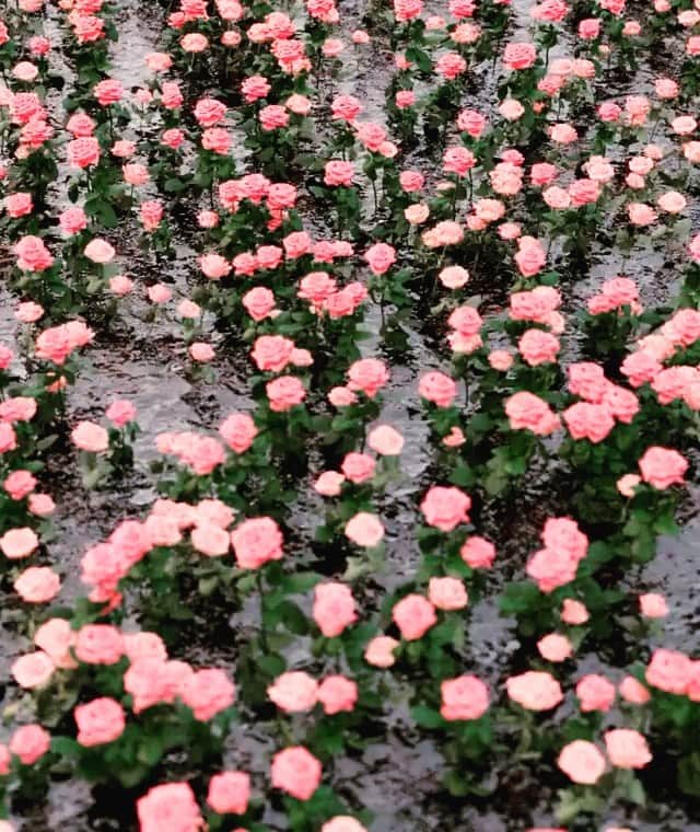 カロライナディークマンのインスタグラム：「as definições de “mar de rosas” foram atualizadas com sucesso... rrsrs 💘」