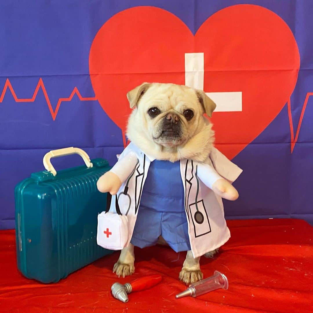 Priscilla and Poppletonのインスタグラム：「“Forget being a princess! I want to be a doctor when I grow up!”🩺🐶- Pigtail . Happy #NationalWomenPhysiciansDay to all the amazing female doctors out there. You are our heroes now more than ever!🐷❤️🐶#Pigtailthepug #femaledoctor #whitepug #PrissyandPop」