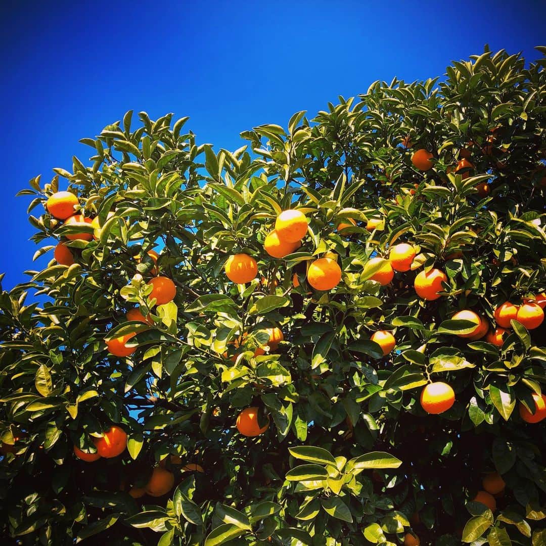 羽原信義さんのインスタグラム写真 - (羽原信義Instagram)「会社近くにあった冬の色。青空にグリーンとオレンジが映えます。」2月3日 23時33分 - nobuyoshi_habara