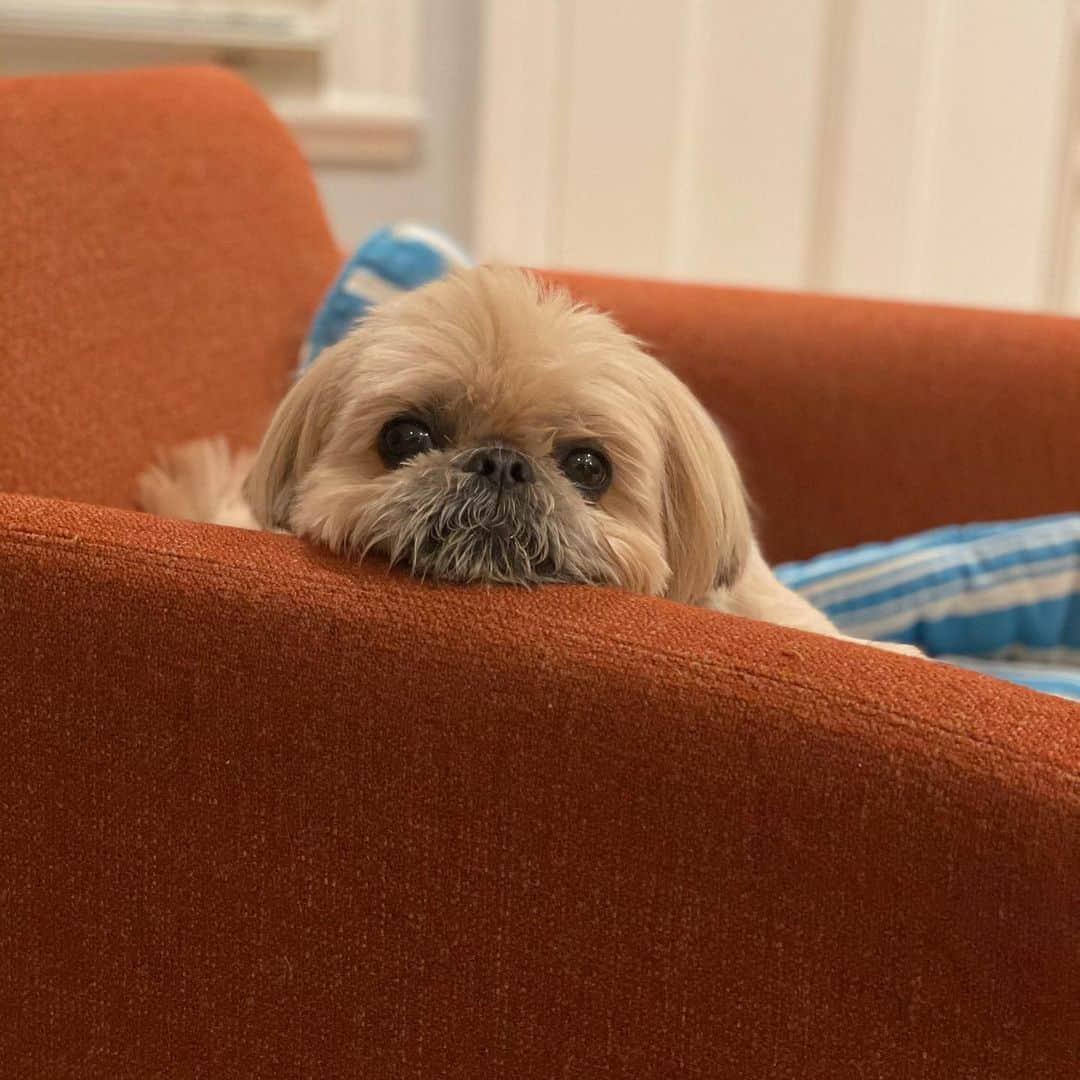Dougie the Shih Tzuのインスタグラム：「Orange sherbet.」