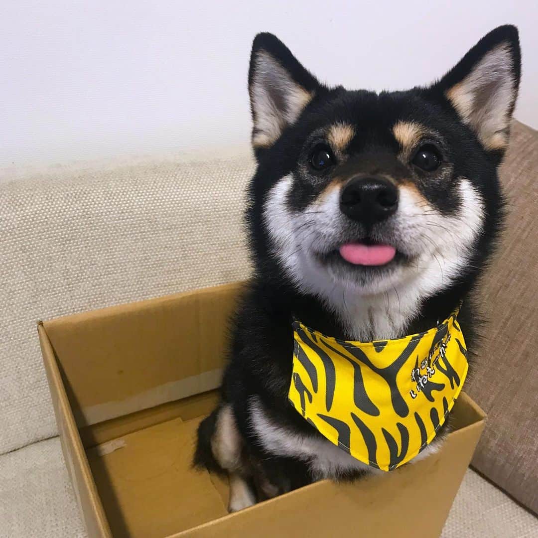 まめ丸のインスタグラム：「* * えっ🐶❓ 節分、きのうだったの🐶💦⁉️ #もちろんしってたよほんとだよ * 公式LINEタイムラインに鬼さん動画UPしたからお友達になってみてね🐶💓 https://lin.ee/gWZ6JBE * #きのうのは練習だとおもってた #てへへ * #柴犬#豆柴#柴#黒柴#犬#しばいぬ#shiba#shibainu#shibastagram#shibadog#puppylove#puppy#instadog#dogstagram#dog#pet#petstagram#adorable#cute#worldofcutepets#dailyfluff#weeklyfluff#豆まき#まめ丸豆まき#節分」
