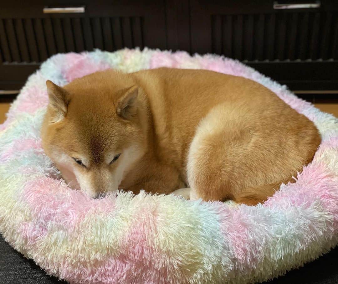 まる（まるたろう）のインスタグラム：「Good night!✨🐶💤✨今日はここで寝るねっ！ #ふわふわで気持ちええわ〜 #まるで雲の上みたい #雲の上乗った事無いけどな」