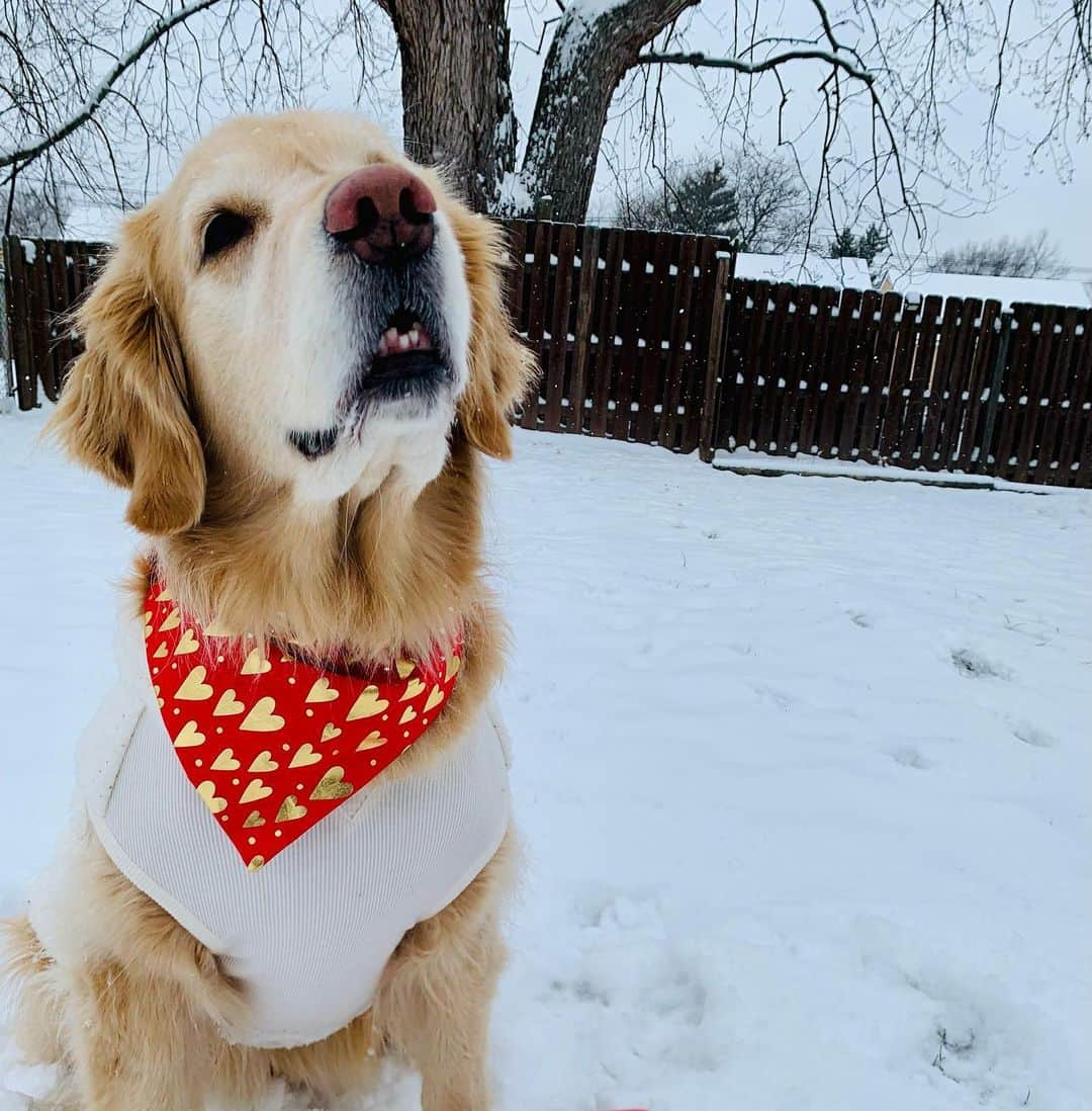 モヒートさんのインスタグラム写真 - (モヒートInstagram)「My pup is looking for her Valentine and wants to be matched up with their pup soulmate! Who do you think would be the perfect match? Share your pup’s profile, follow + tag me and @myollie, and why they’d be a good pair. You might just end up with a Valentine's dinner date catered by Ollie! http://bit.ly/3r06lfR @myollie  #valentinesday #valentinesdate #bemyvalentine #goldensofinstagram #goldenretriever #spoileddog #dogmom #dogsofinstagram #dogfood」2月4日 0時01分 - mojito_rose_family