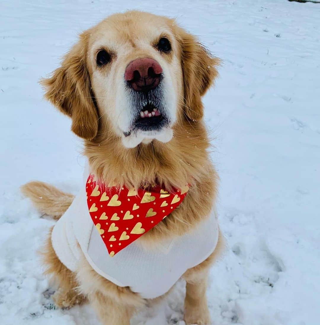 モヒートさんのインスタグラム写真 - (モヒートInstagram)「My pup is looking for her Valentine and wants to be matched up with their pup soulmate! Who do you think would be the perfect match? Share your pup’s profile, follow + tag me and @myollie, and why they’d be a good pair. You might just end up with a Valentine's dinner date catered by Ollie! http://bit.ly/3r06lfR @myollie  #valentinesday #valentinesdate #bemyvalentine #goldensofinstagram #goldenretriever #spoileddog #dogmom #dogsofinstagram #dogfood」2月4日 0時01分 - mojito_rose_family