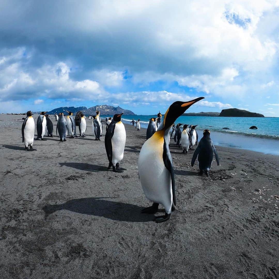goproさんのインスタグラム写真 - (goproInstagram)「Photo of the Day: The blubber brigade enjoying a beach day 🐧 @stian.med.sekken  @goprouk #GoProUK #SouthGeorgia #Penguins #WildlifePhotography」2月4日 5時34分 - gopro