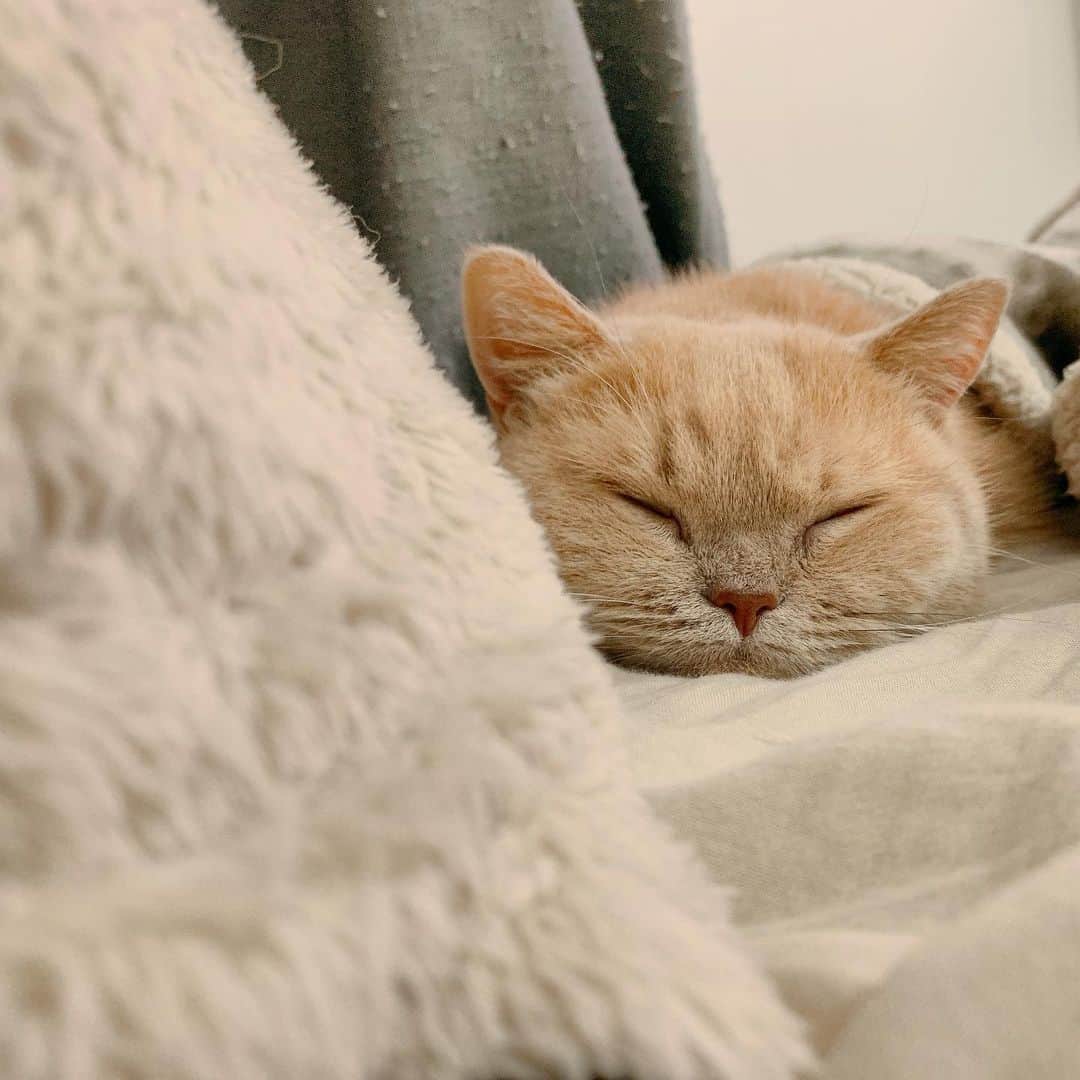 Little & Miloのインスタグラム：「♡‧˚*(ฅᵕ̤৺ᵕ̤ฅ)˚‧𝕄𝕚𝕝𝕠 ねんねしてる♥ 𝕄𝕚𝕝𝕠可愛い寝  #LittleMilo #littlemilo #マンチカン #短い手足 #munchkin #munchkincat #可愛い猫 #立つ猫 #寝顔 #可愛い寝 #猫のいる幸せ #猫のいる生活 #猫のいる暮らし  #猫好きな人と繋がりたい  Instagram: https://www.instagram.com/little_milo_munchkin Facebook: http://facebook.com/i.am.little.milo Twitter: https://twitter.com/i_am_littlemilo」