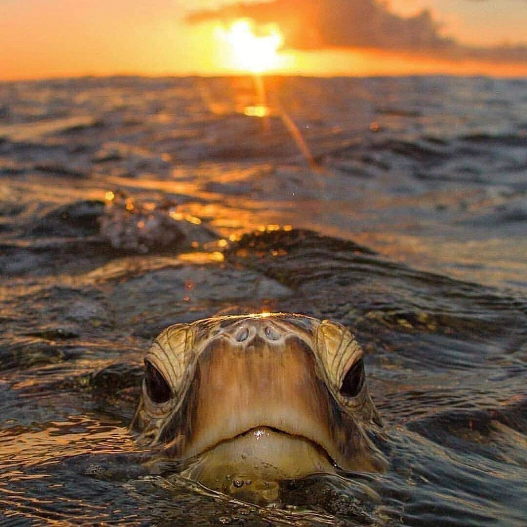 animalsさんのインスタグラム写真 - (animalsInstagram)「Coming up for fresh air 🐢 Photos by: @thephilwaller」2月4日 0時12分 - babyanmlpics