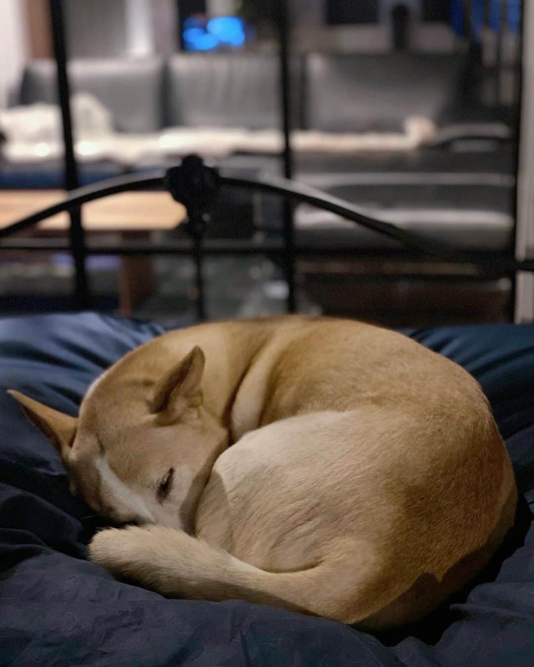 喜国雅彦＆国樹由香さんのインスタグラム写真 - (喜国雅彦＆国樹由香Instagram)「オフトゥンの足元に柑奈ちゃんが乗っかっていて、重いです（由）  #dogstagram #dog #mydog #mygirl #sleepydog #bedroom #myhouse #tokyo #japan #人間が寝る準備に入ると #すかさずやってくる茶色い影 #雑種犬 #保護犬 #犬 #だいすき」2月4日 0時13分 - kunikikuni