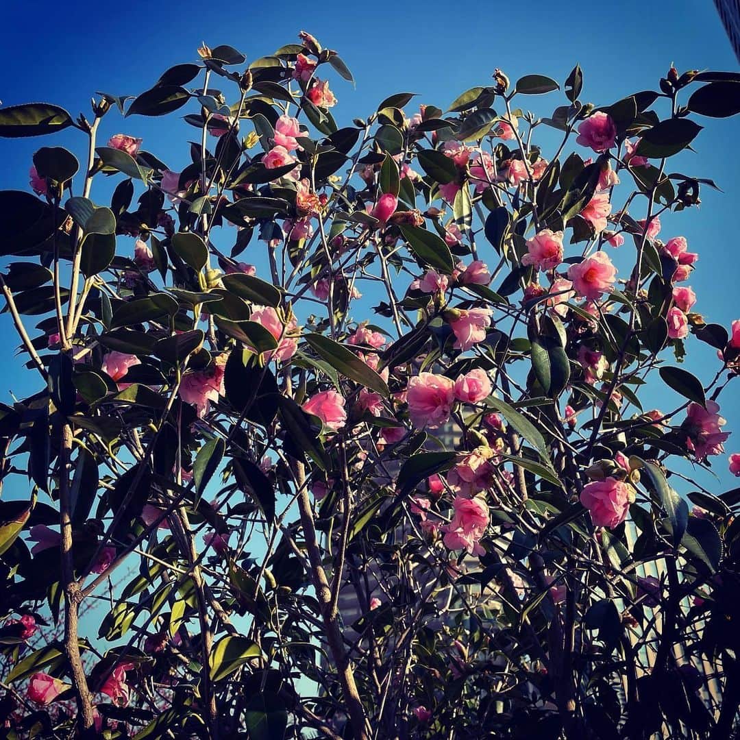 村田沙耶香さんのインスタグラム写真 - (村田沙耶香Instagram)「病院に用事があった帰り、道に迷い駅に辿り着けず、﻿ 花が綺麗な公園を見つけたときの写真です。」2月4日 0時17分 - sayaka_murata_