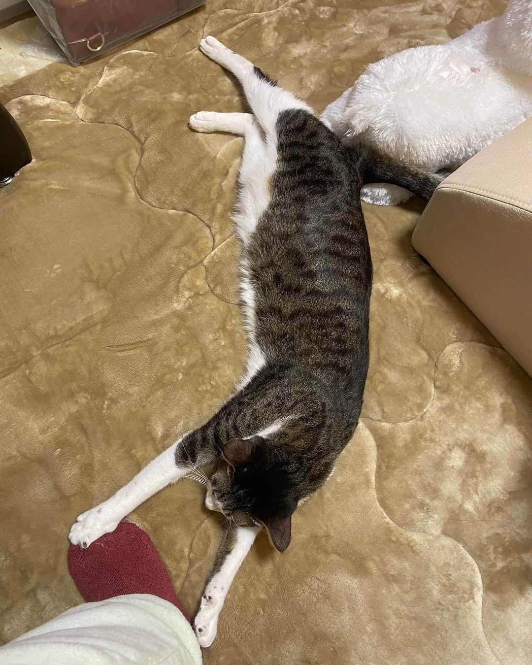 桜咲千依のインスタグラム：「我が家のすやすやさん達( *´꒳`* ) #猫」
