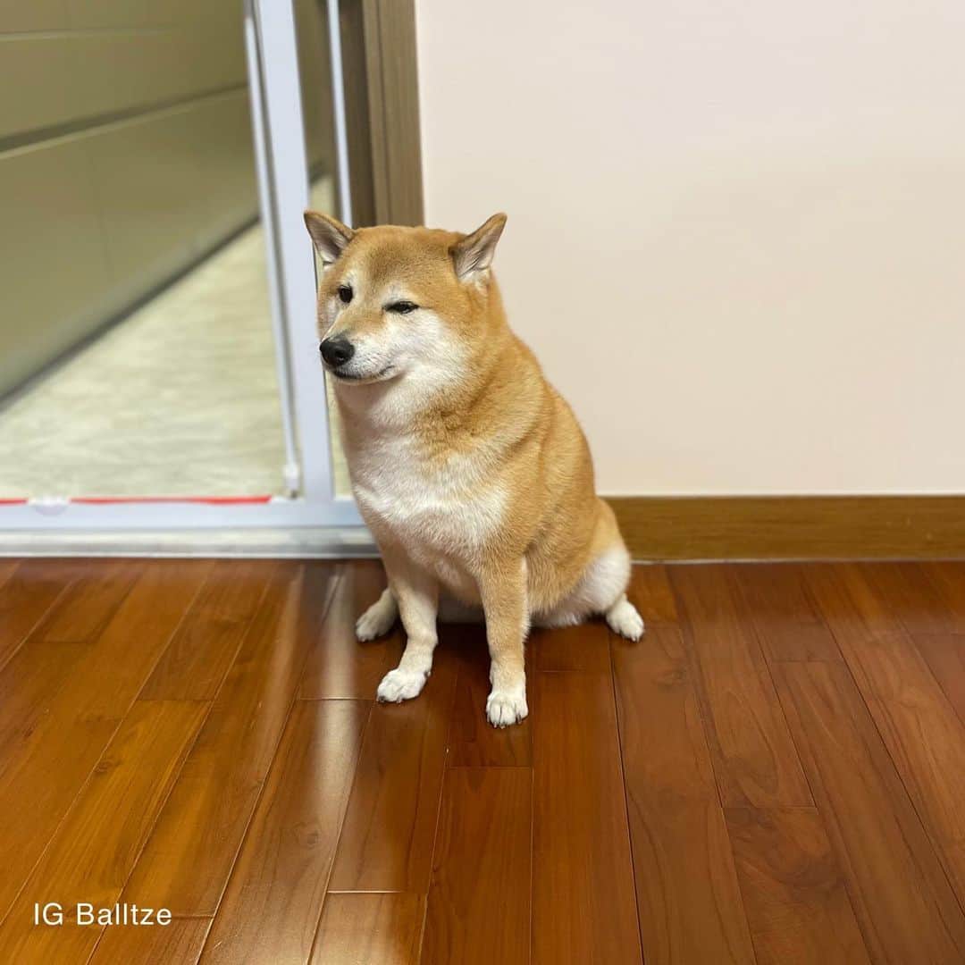 Balltze My name is Ballのインスタグラム：「No meme today just next lv Cheems sit #fat96 #balltze #nomnomnomclub #balltzecheems #cheems #yos」