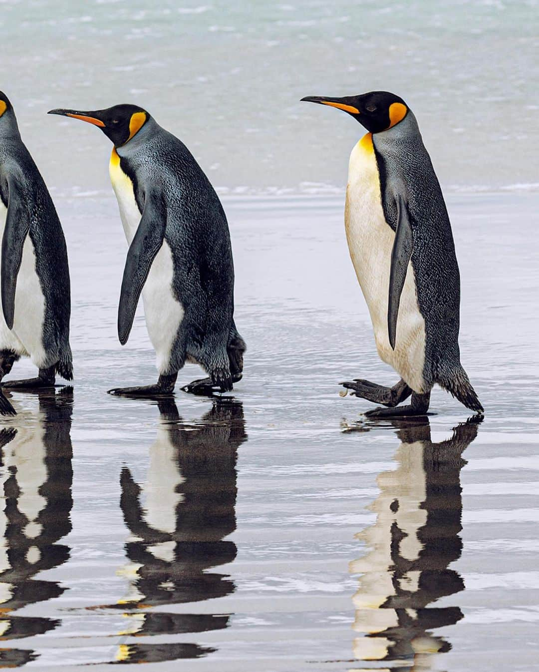 ナショナルジオグラフィックさんのインスタグラム写真 - (ナショナルジオグラフィックInstagram)「Photo by @paulnicklen / Penguins are extremely social animals and often operate in groups both large and small during various activities that range from nesting to hunting to eating. As I walked along an endless stretch of sandy, Antarctic beach with this group, I couldn't help but wonder, Was there a special bond amongst them? Did they care for each other, or was their partnership founded solely on survival? Are they capable of experiencing friendship in the same way we do? I don't have the answers, but asking the questions can help foster a relatability to creatures that may seem very unlike us. Follow me @paulnicklen as we work to break down the invisible wall humans have erected to separate ourselves from the rest of the animal kingdom. #penguin #kingpenguin #falklandislands #antarctica #friendship」2月4日 1時29分 - natgeo