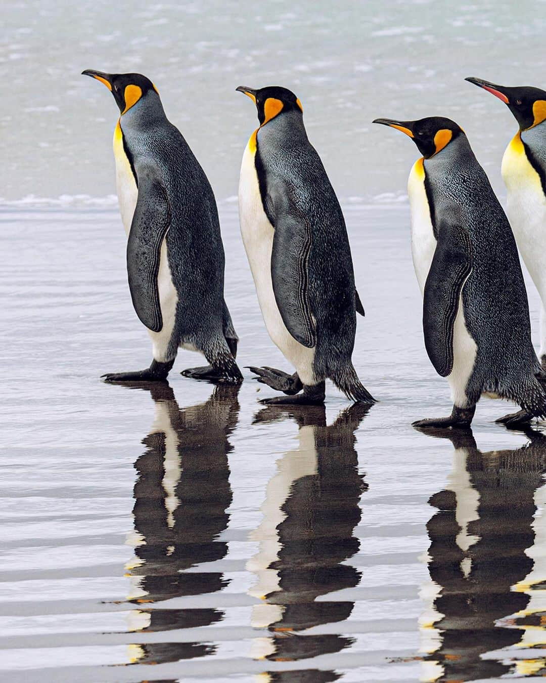 ナショナルジオグラフィックさんのインスタグラム写真 - (ナショナルジオグラフィックInstagram)「Photo by @paulnicklen / Penguins are extremely social animals and often operate in groups both large and small during various activities that range from nesting to hunting to eating. As I walked along an endless stretch of sandy, Antarctic beach with this group, I couldn't help but wonder, Was there a special bond amongst them? Did they care for each other, or was their partnership founded solely on survival? Are they capable of experiencing friendship in the same way we do? I don't have the answers, but asking the questions can help foster a relatability to creatures that may seem very unlike us. Follow me @paulnicklen as we work to break down the invisible wall humans have erected to separate ourselves from the rest of the animal kingdom. #penguin #kingpenguin #falklandislands #antarctica #friendship」2月4日 1時29分 - natgeo